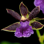 L’orchidea Zygopetalum