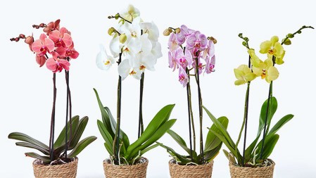orchidee colori