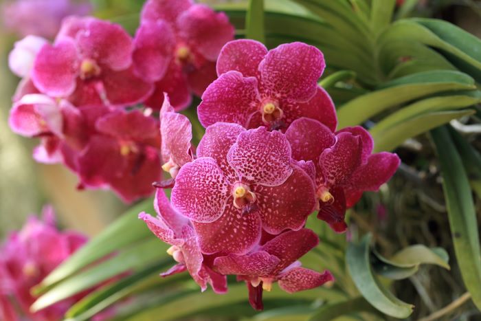 orchidee Vanda rosa