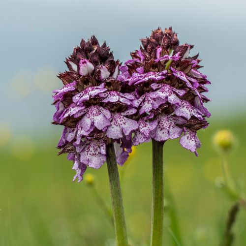 Orchidee selvatiche viola