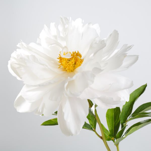 Peonia bianca a fiori semi-doppi
