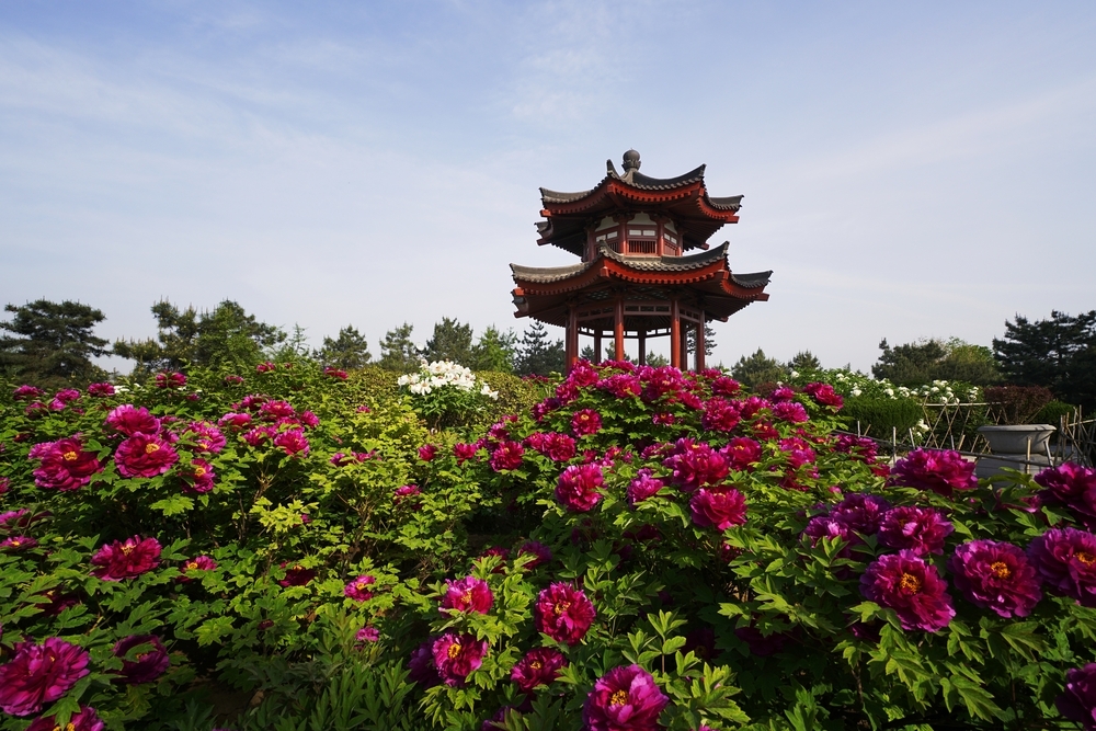 peonia cinese in primo piano in un giardino con una torre cinese