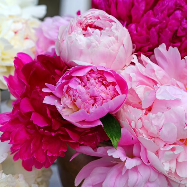 Bouquet con peonie rosa