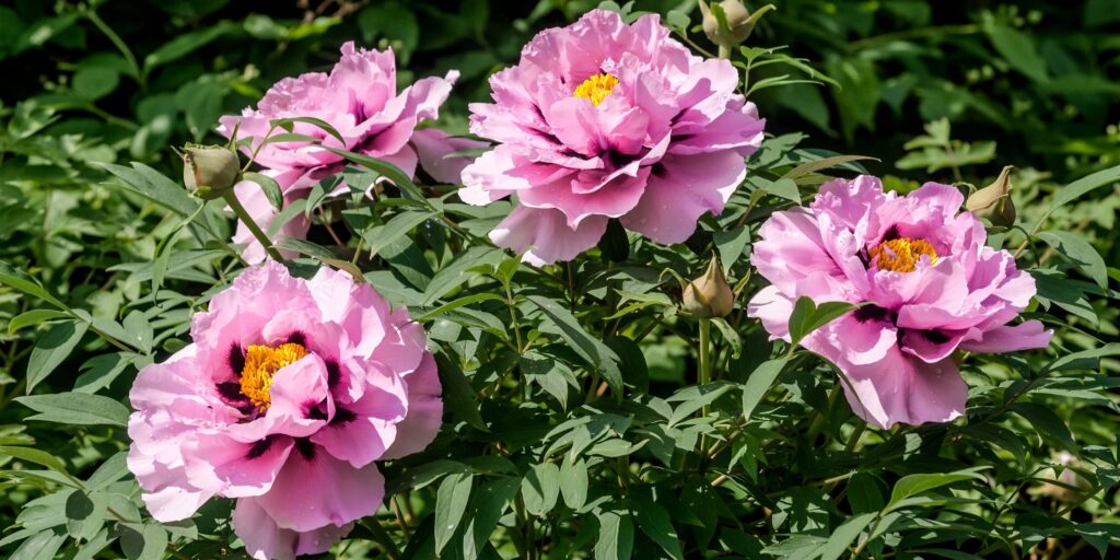 primo piano peonie arbustive in giardino rosa e gialle