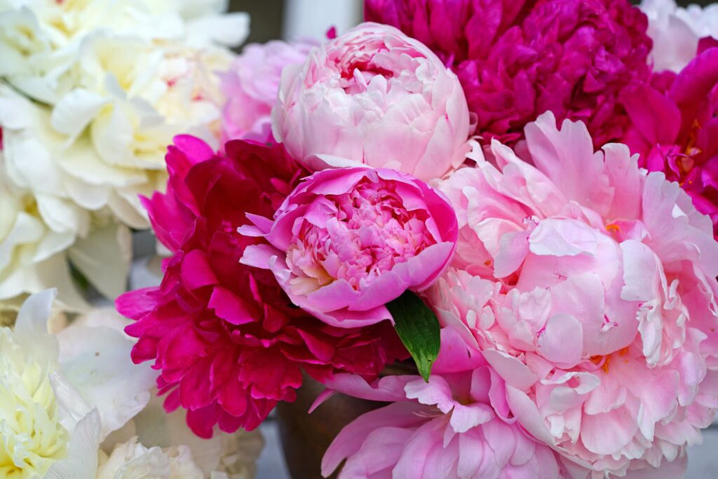 primo piano peonie erbacee in giardino rosa, bianche e fucsia