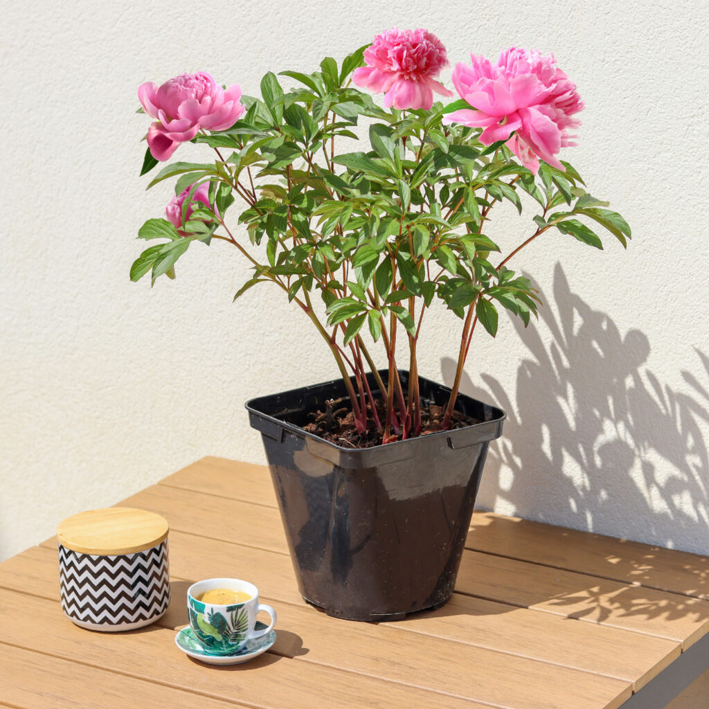 peonie rosa in vaso nero sopra tavolo in giardino al sole