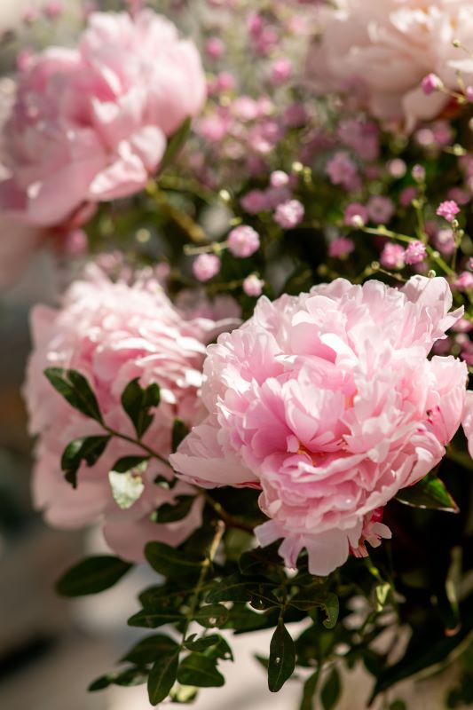 Peonie per la festa della mamma