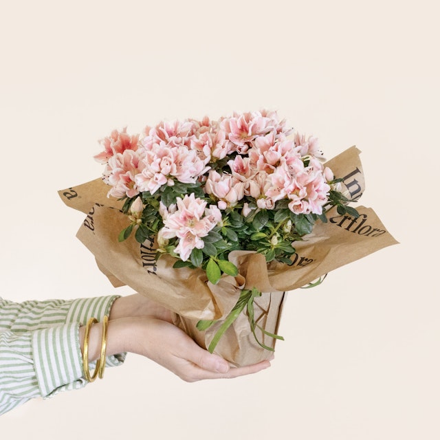 Perché si regala l'azalea per la festa della mamma?