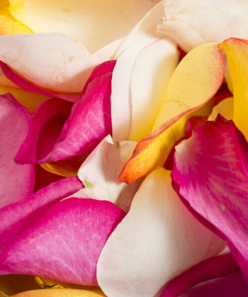 petali risa inglese in primo piano di colore giallo, bianco e rosa