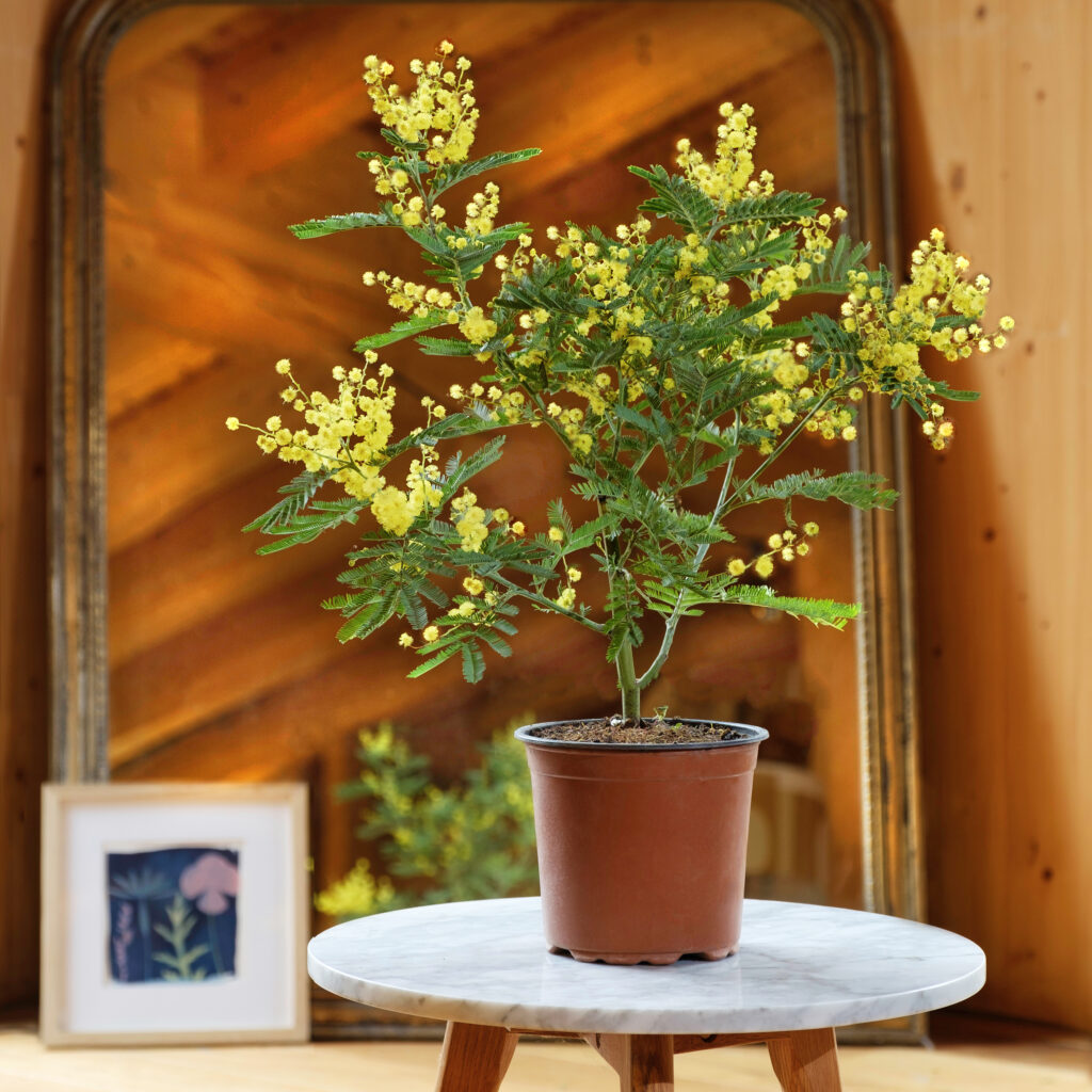 albero di mimosa in vaso marrone