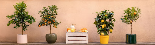 piante di arancio e di limone in fila nel terrazzo