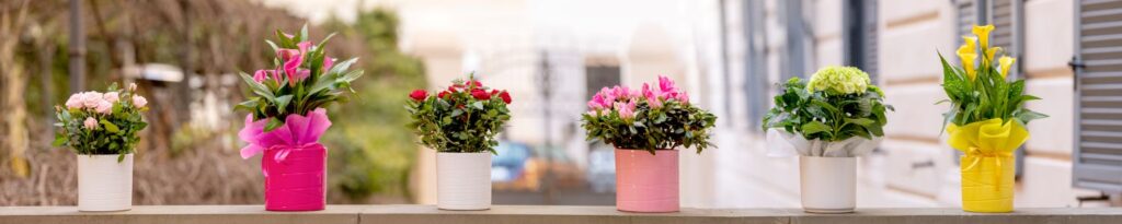 Quali sono le piante da balcone più resistenti? 