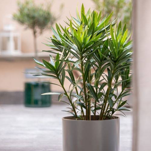 10 piante da balcone sempreverdi