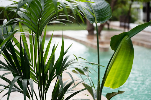 piante ornamentali da giardino copertina primo piano piante sempreverdi in giardino con la piscina come sfondo