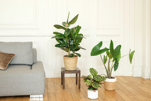tre piante verdi da appartamento in vaso in soggiorno vicino al divano grigio