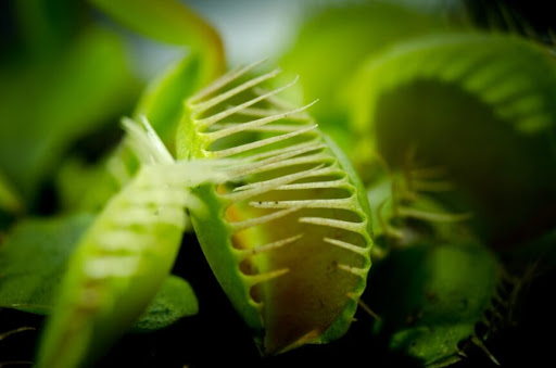 primo piano della bocca di una pianta carnivora verde