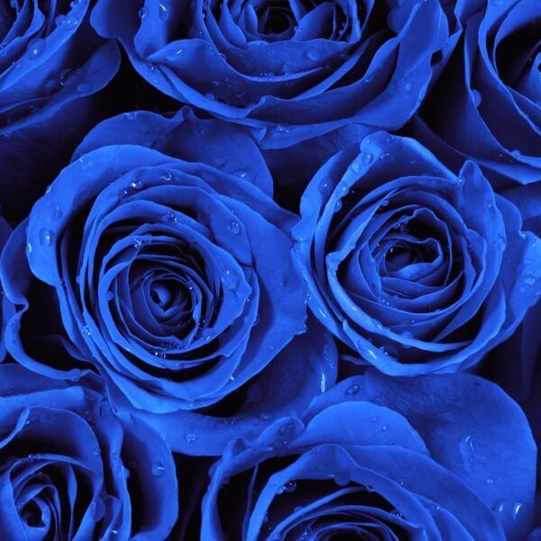 Rose blu: significato e segreti di questo fiore misterioso