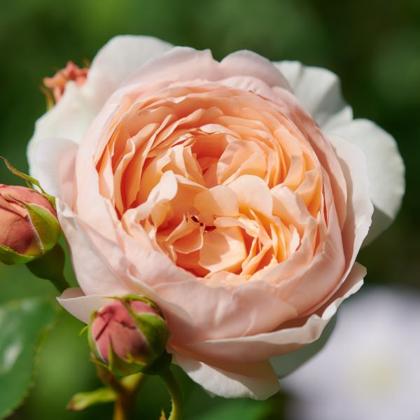 La rosa David Austin, rosa Ambridge