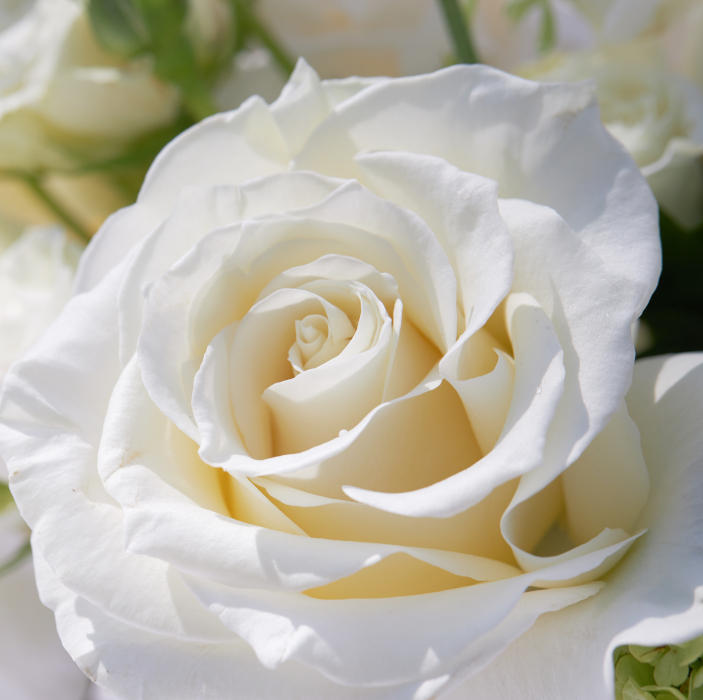 Rosa bianca per matrimonio