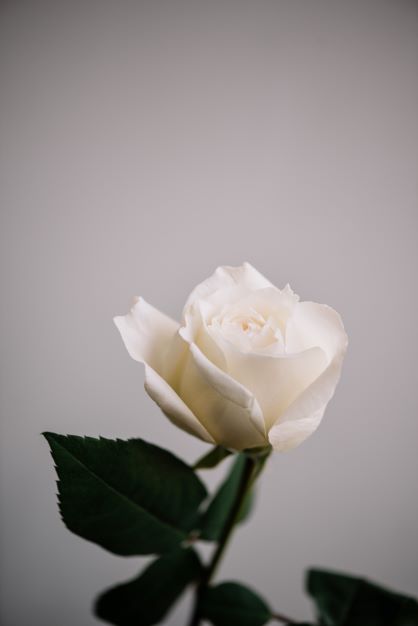 Una rosa bianca