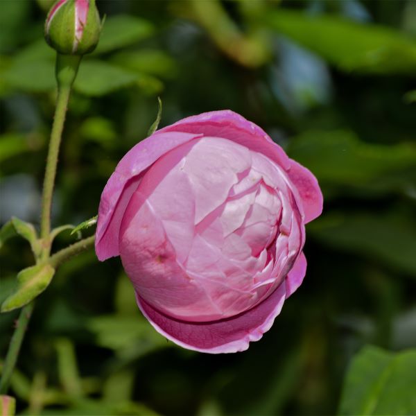 La rosa Reine Victoria Bourbon 