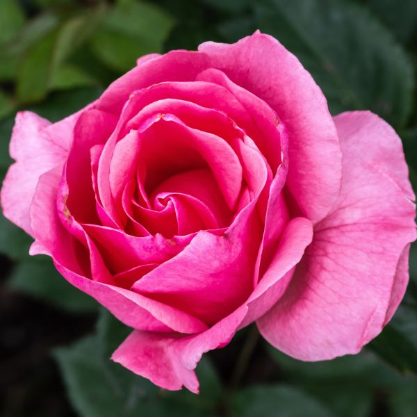 La rosa Queen Elizabeth