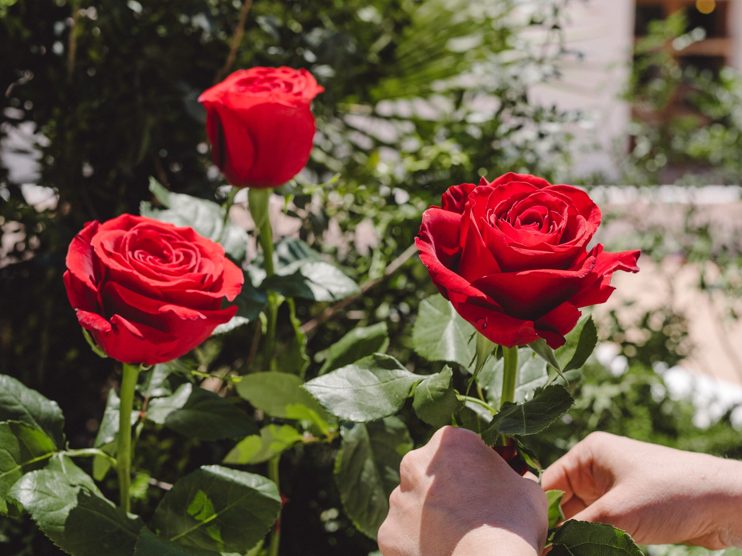 Rosa profumata: le varietà di rose più fragranti