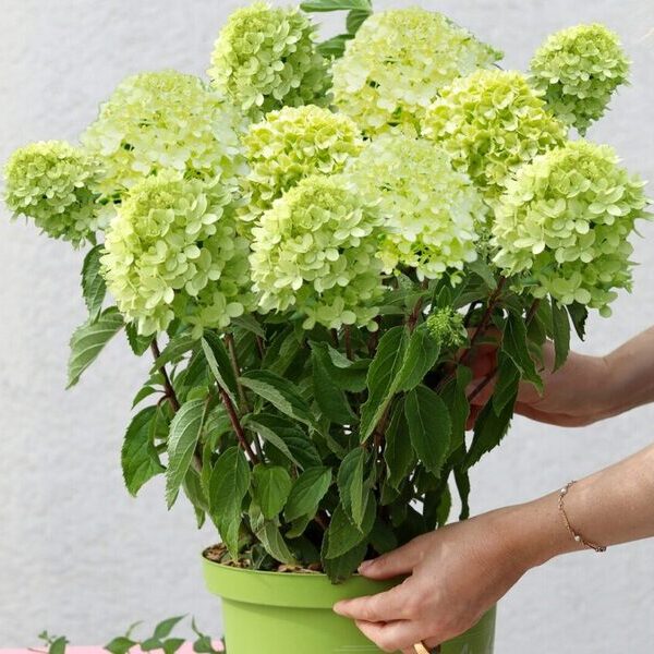 fiori verdi che hanno un significato tenuti in mano e in un vaso color verde lime