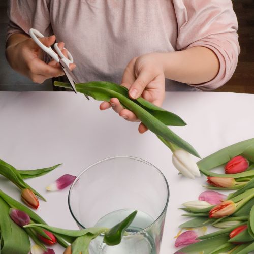 tagliare i gambi dei tulipani in vaso