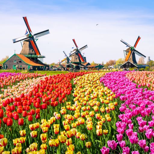 tulipani Olandesi