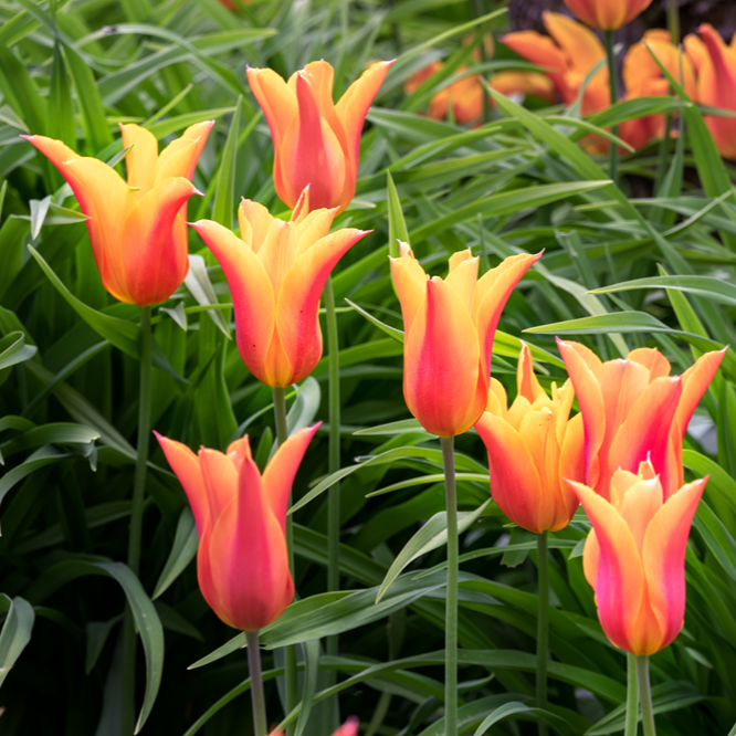 Tulipani greigi