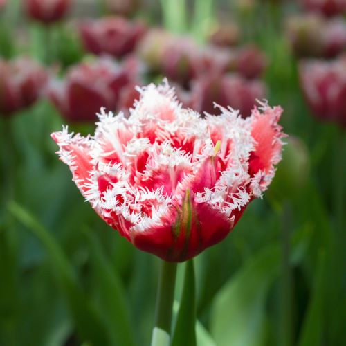 Tulipani sfrangiati