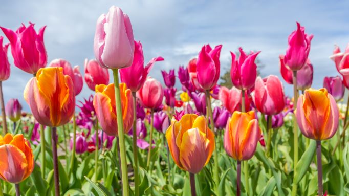 tulipano olandese