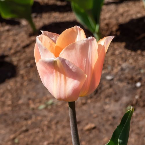 Tulipani singoli