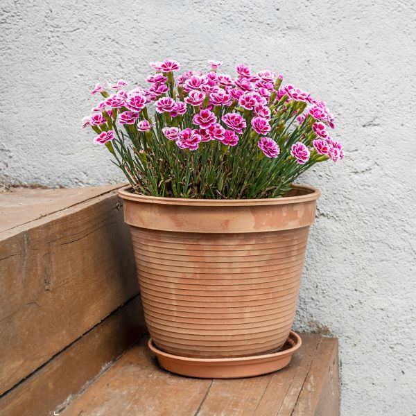 Garofani in vaso terracotta