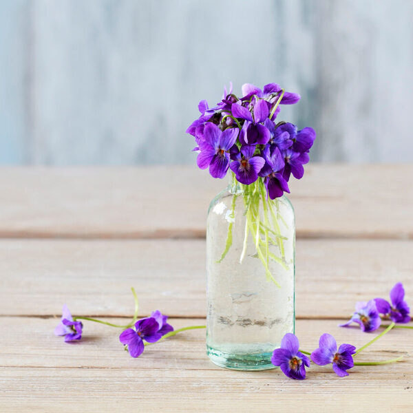 viola fiore invernale da balcone mazzi di fiori in un vaso invisibile con acqua